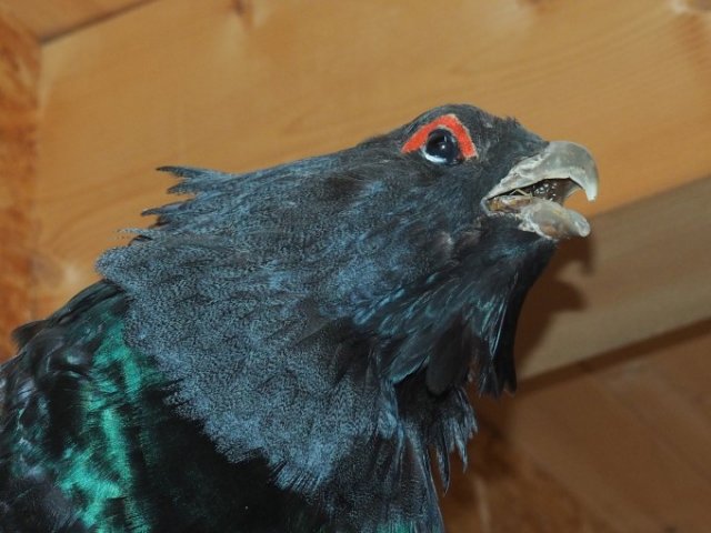Wildgemeinschaft Hohe Veitsch